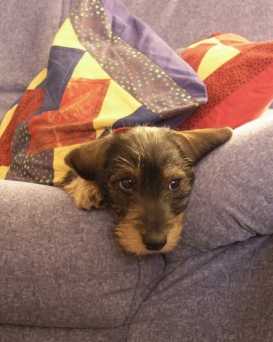 Stella                